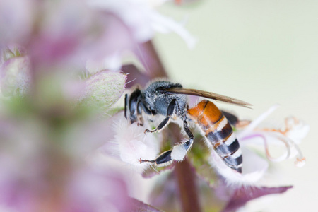 蜂蜜蜂收集罗勒花花蜜