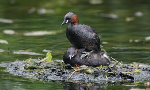 小鷉，tachybaptus 象甲