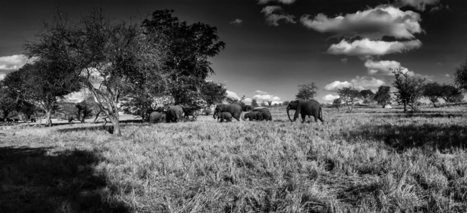 肯尼亚，台达山国家公园 野生非洲大象
