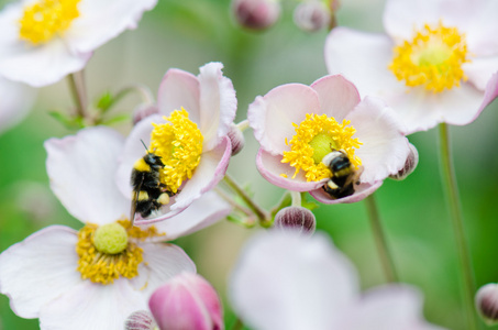 一只蜜蜂从花 收集花粉特写