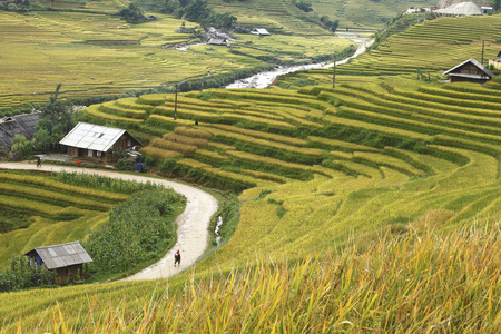 在沙巴，越南山区水稻梯田