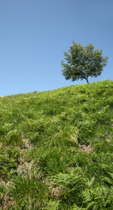 绿色草地上的单独树