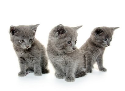 三个灰色小猫
