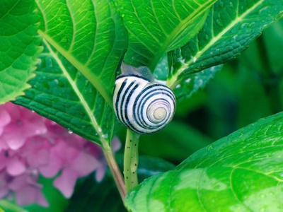 蜗牛上多彩的布什