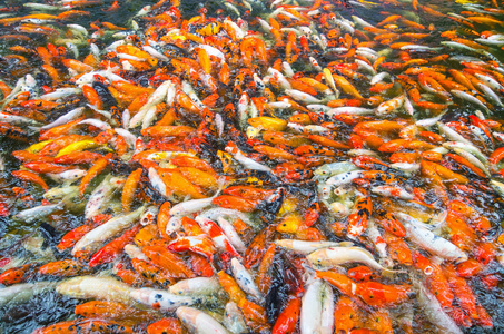 塘鲺鱼大鱼塘中的很多美丽的金色锦鲤鱼照片