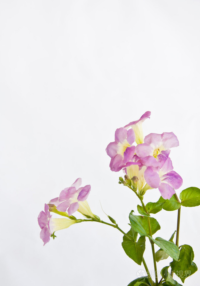 紫罗兰花