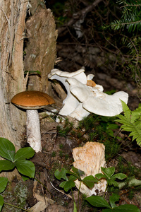蘑菇在自然的环境中