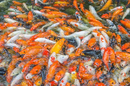 很多鱼图片-很多鱼素材-很多鱼插画-摄图新视界