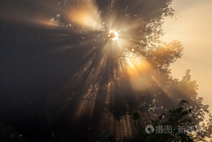 太阳光束进行彻底的树木和绿色