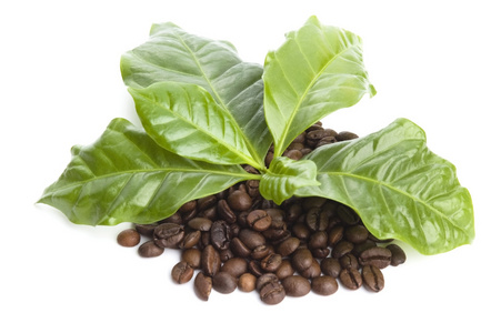 咖啡谷物和叶子图片