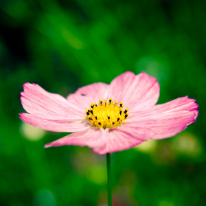 春天的花朵