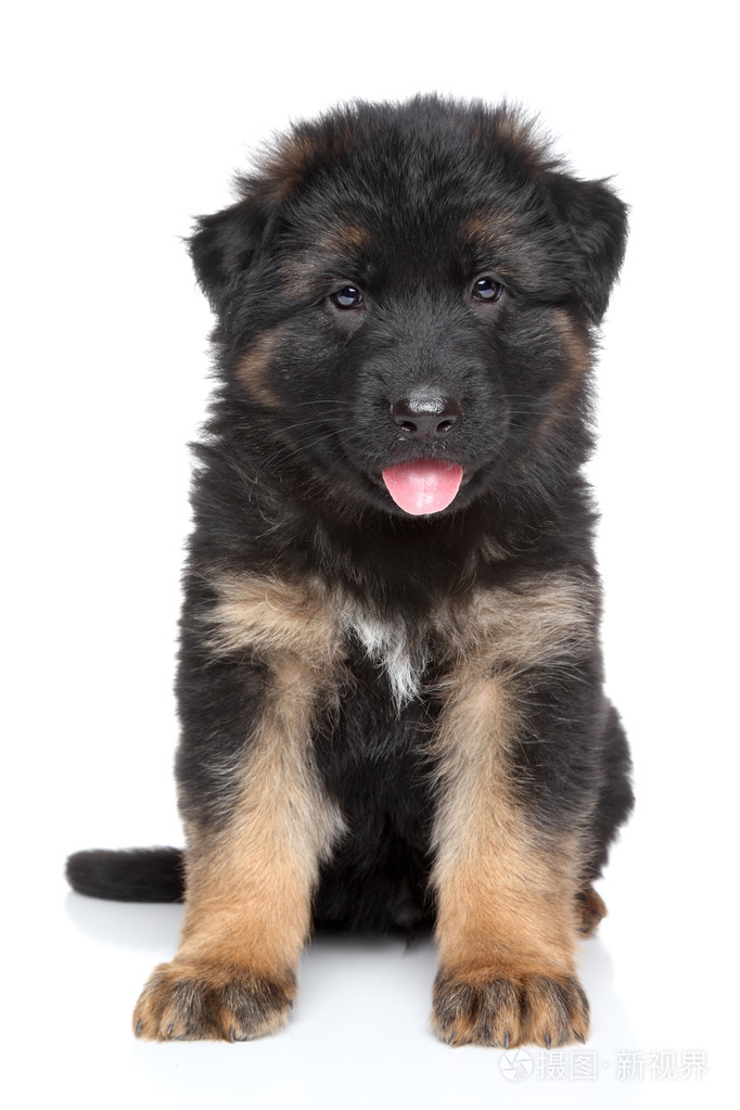 在白色背景上的德国牧羊犬小狗