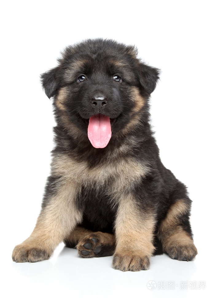 德国牧羊犬小狗