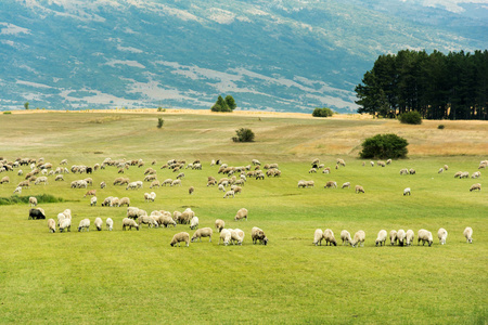 群羊在一个绿色领域