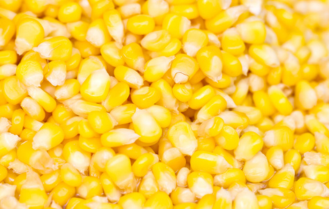成熟的玉米种子