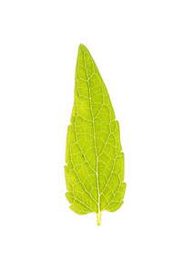 绿色叶的白色上孤立的常见黄芩