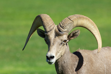 沙漠大角羊 ram 肖像
