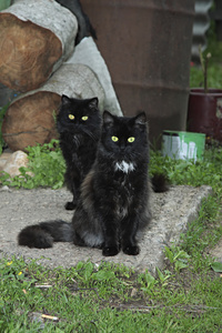 两只黑猫。在一间村屋的门槛上