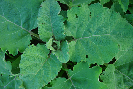 牛蒡叶牛蒡通常的叶子照片