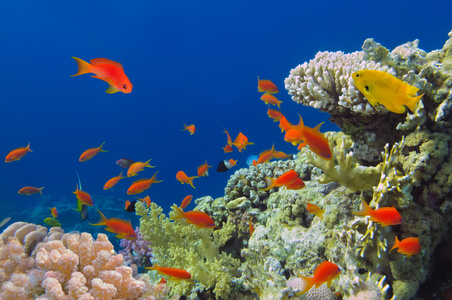 生动的珊瑚礁与鱼类 红海 埃及的水下拍摄