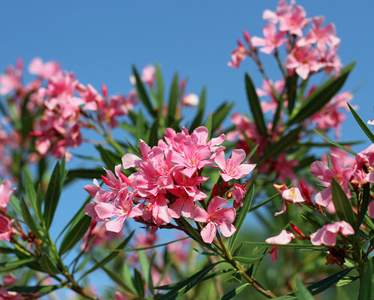 夹竹桃花植物区系典型的地中海南部 e