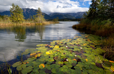 水中百合鲜花上巴伐利亚阿尔卑斯山的高山湖泊