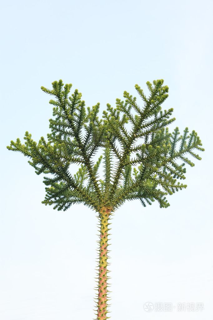 孤立在蓝蓝的天空背景上的松树树冠