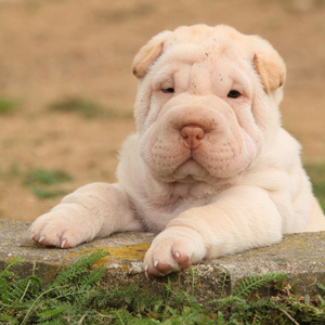 可爱 shar pei 小狗在花园里