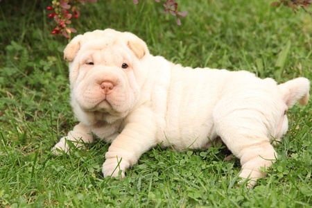 可爱 shar pei 小狗在花园里