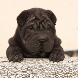 美丽 shar pei 小狗光背景上