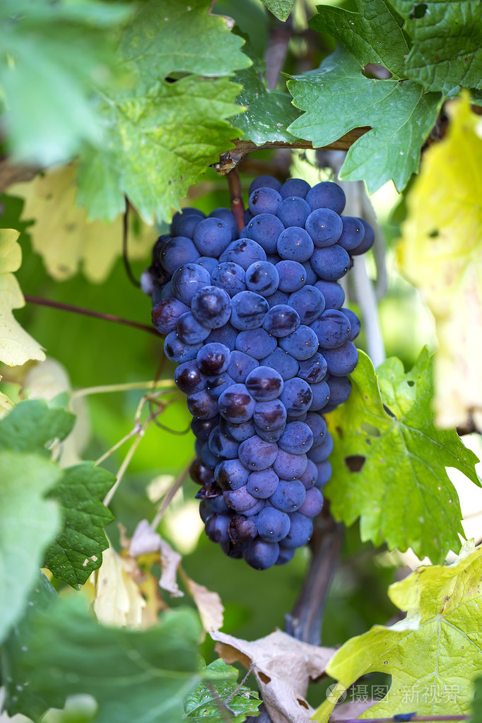 熟透的葡萄串