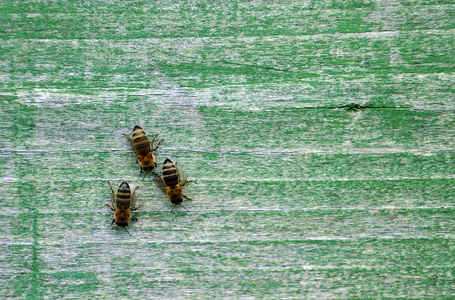 关于它的蜜蜂蜜蜂蜂巢图片