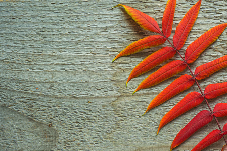 红叶的季节去