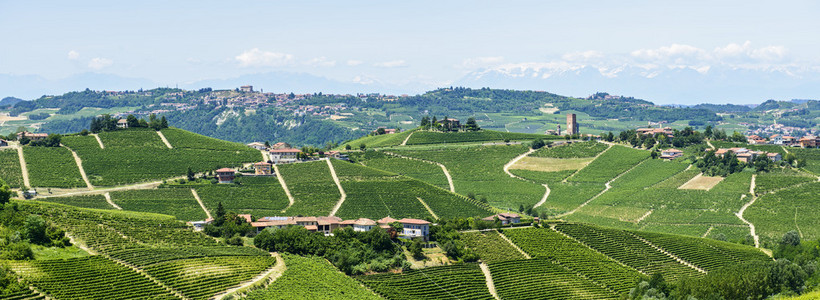 langhe 葡萄园