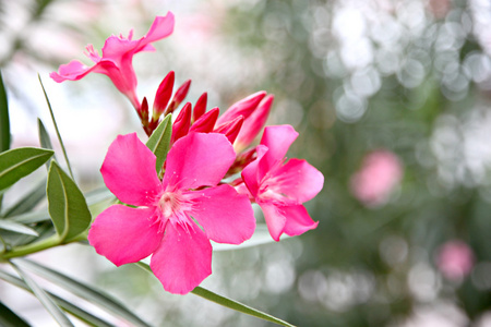 粉红色的花在花园里