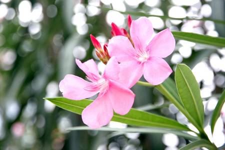 粉红色的花在花园里