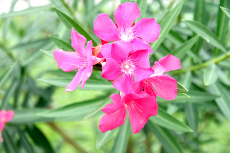 粉红色的花在花园里