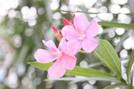 粉红色的花在花园里