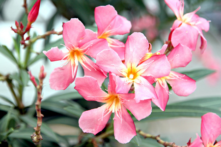 粉红色的花在花园里