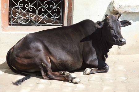 牛印度