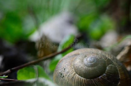 森林里的蜗牛