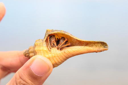 苏梅岛海螺壳寄居蟹。
