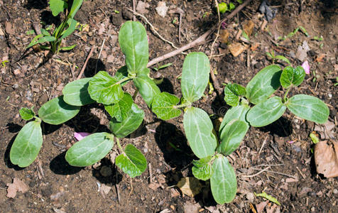 瓜苗图片