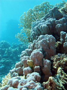 热带海底有硬珊瑚的珊瑚礁