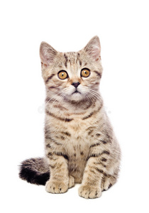 苏格兰直纹小猫肖像