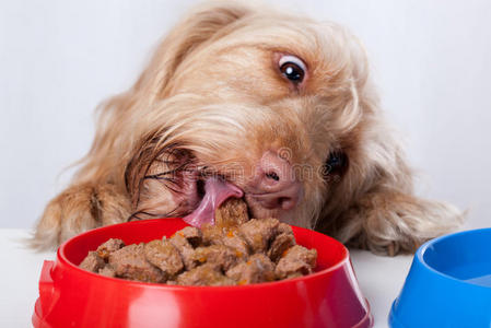 狗吃碗里的食物