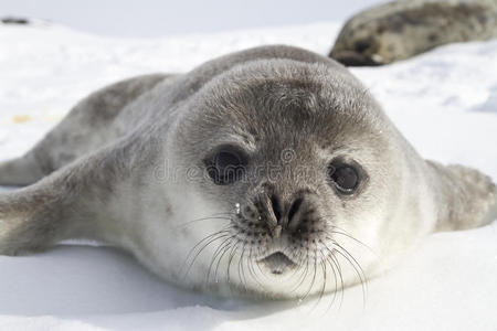 南极冰面上的威德尔海豹幼崽