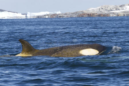 雌性虎鲸或虎鲸，漂浮在南极岛屿上