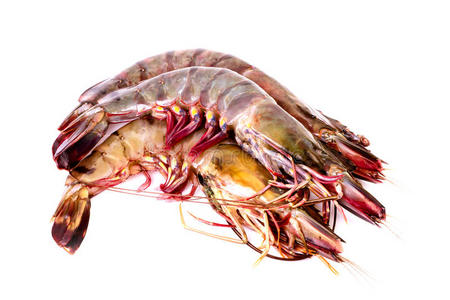 白皮隔离生虾仁照片