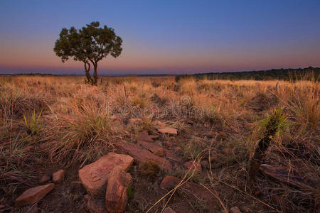 非洲神奇的日落，山上有一棵孤零零的树